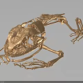 Detailed Golden Frog Skeleton Anatomical Model Featuring Organs And Hair Structures
