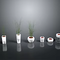 Slender Green Plants in Various White Flower Pots for Modern Indoor Decor