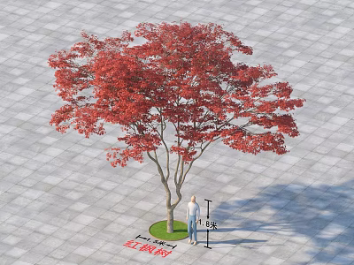 Red Leaf Arbor With Height And Crown Width On Gray Paved Ground 3d model