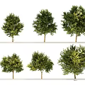 Various Arbor Tree Varieties Showcasing Different Foliage For Garden Landscape Design 3d model