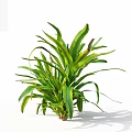 Lush Green Plant with Yellow and Green Striped Leaves Against White Background
