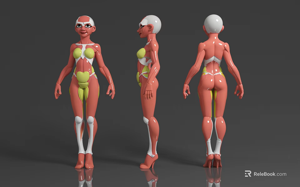 Human Organ System Anatomical Model Display Three Angles With Muscle And Bone Structure 3d model