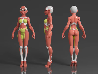 Human Organ System Anatomical Model Display Three Angles With Muscle And Bone Structure 3d model
