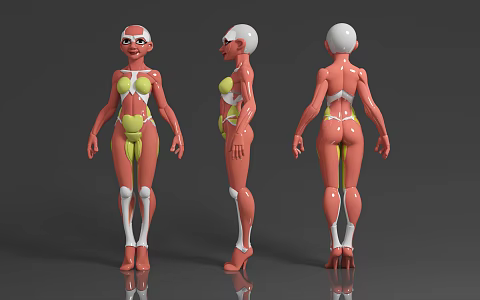 Female Human Body Human Body Structure Human Body Organization Cartoon Style Cartoon Props Teaching Instruments Popular Science Display Game Characters Organization System 3d model