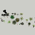 Diverse Arbor Tree Collection With Various Species Including Palm and Broadleaf 3d model