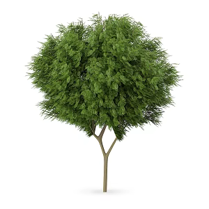 Plant Tree Outdoor Landscape Tree Garden Landscape Tree 3d model