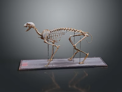 Anatomical Animal Skeleton Display On Stand With Detailed Bone Structure 3d model