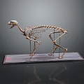 Anatomical Animal Skeleton Display On Stand With Detailed Bone Structure 3d model