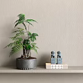 Fern Plant in Gray Pot on Shelf with Books Blue Figurines against Light Gray Wall
