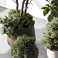 Bonsai Potted Plants With Green Leafy Foliage Various Sizes And Stylish Decorative Planters