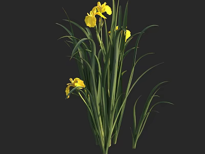 Aquatic Plants With Vibrant Yellow Flowers And Long Green Leaves Stems 3d model