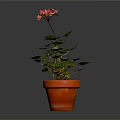 Healthy Pink Flowering Potted Plant With Green Leaves In Orange Clay Pot