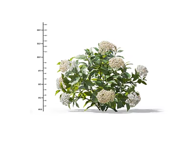 White Flower Green Leaf Plant with Height Measurement from 30 to 90 cm 3d model