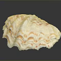 Giant Clam Shell Displaying Vibrant Colorful Patterns And Layered Natural Structure