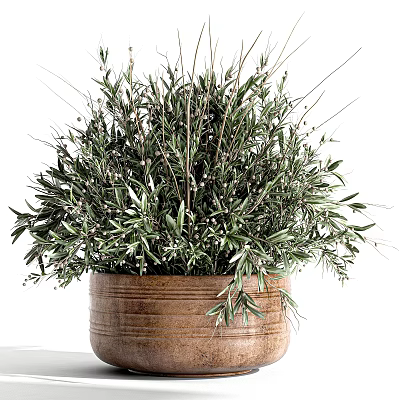 Terracotta Pot Filled With Green Plants Having Long Slender Leaves And Small Fruits 3d model