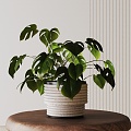 Modern Potted Plant 3d model