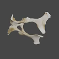 Detailed Animal Bone Structure Displaying Natural Skeletal Morphology And Anatomical Features