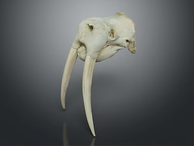 Detailed White Animal Skull With Long Curved Ivory Tusks On Dark Reflective Background 3d model