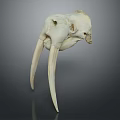 Detailed White Animal Skull With Long Curved Ivory Tusks On Dark Reflective Background