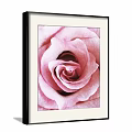 Botanical Painting of Pink Rose in Black Framed Artwork on Grey Wall