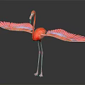 Red Flamingo With Spread Vibrant Feathers Standing On Long Legs Against Dark Background