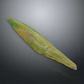 Fresh Green And Yellow Corn Cob With Husk As Tasty Healthy Food