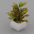 Bonsai Potted Plant with Colorful Variegated Green Yellow Red Leaves in White Square Pot