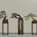 Three Bonsai Plants Displayed On Decorative Wooden Stands Against Light Colored Wall