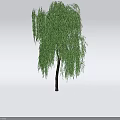 Graceful Weeping Willow Arbor With Long Drooping Branches And Lush Green Foliage