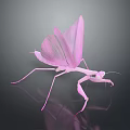 Pink Mantis With Transparent Wings And Slender Legs On Dark Background