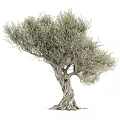 Olive Tree With Twisted Trunk And Lush Green Foliage In Natural Growth Form