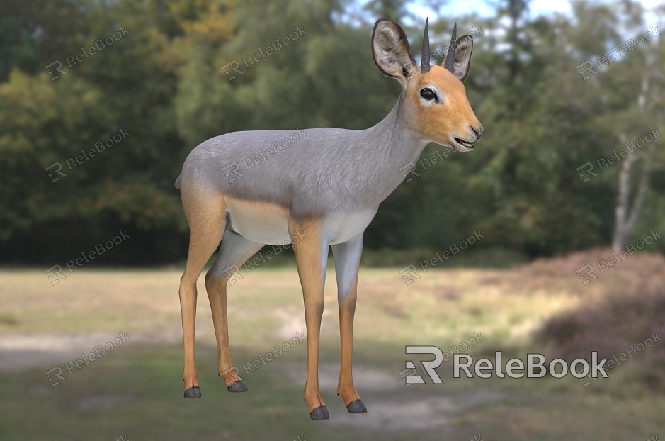 African small antelope wildlife creatures model