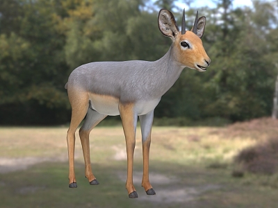 African small antelope wildlife creatures model