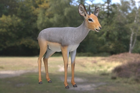 African small antelope wildlife creatures 3d model