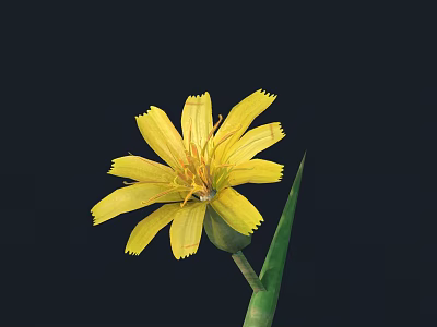 Vibrant Yellow Flower with Petals and Stamen on Green Stem and Leaf against Black Background 3d model