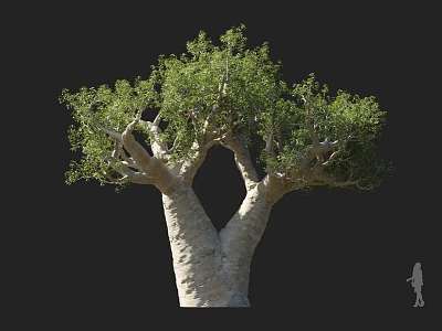 Large Arborescent Tree with Thick Twin Trunks Green Foliage and Human Silhouette 3d model