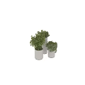 Lush Green Bonsai Potted Plants With Dense Foliage In Silver Cylindrical Planters
