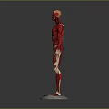 Human Limb Muscle Anatomy Model Displaying Full Detailed Muscular Structure
