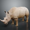Gray Rhinoceros Standing on Dark Background with Shiny Reflective Surface 3d model