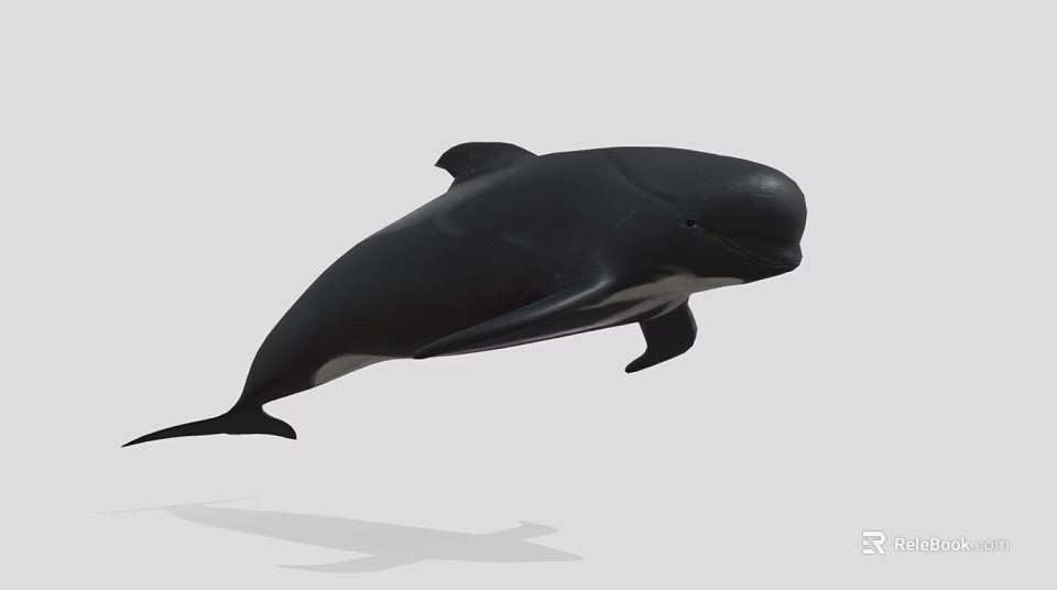 Black Dolphin Aquatic Animal Jumping In Marine Environment With Natural Behavior 3d model 
