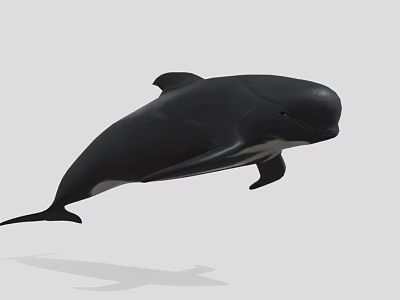 Black Dolphin Aquatic Animal Jumping In Marine Environment With Natural Behavior 3d model
