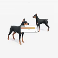 Two Black And Tan Doberman Pinschers Standing On White Background