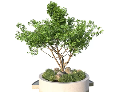 Potted Arbor With Lush Green Foliage In White Container With Stones And Grass 3d model