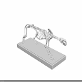 Detailed Feline Skeleton With Complete Bone Structure On Black Display Base