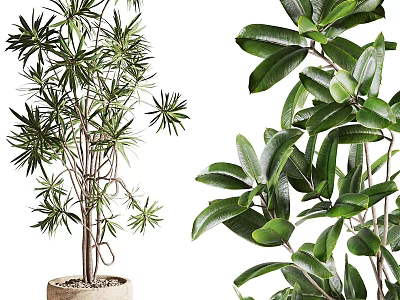Indoor Decorative Potted Plants With Various Green Leaf Types And Stylish Pots 3d model