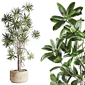 Indoor Decorative Potted Plants With Various Green Leaf Types And Stylish Pots