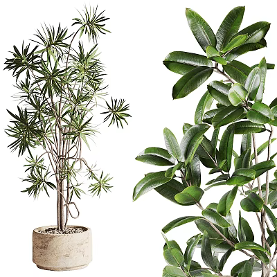 Indoor Decorative Potted Plants With Various Green Leaf Types And Stylish Pots 3d model