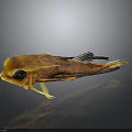 Vibrant Orange Yellow Fish Featuring Large Eyes And Distinctive Fins Appearance