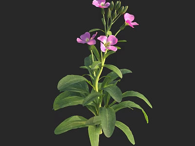 Vibrant Pink Flowers with Lush Green Leaves on a Single Fresh Growing Plant 3d model