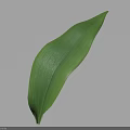 Fresh Green Leaf With Natural Texture On Light Blue Background 3d model